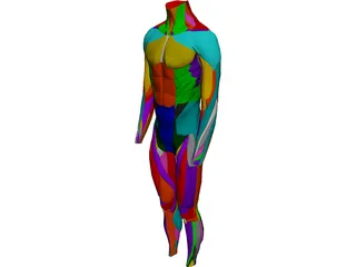 Surface Muscles Male 3D Model