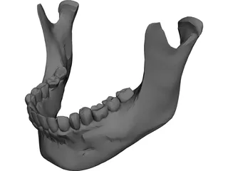 Jaw Lower 3D Model 3D Preview