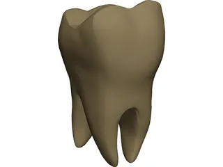 Molar 3D Model