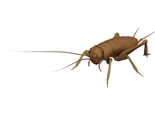 Cricket 3D Model