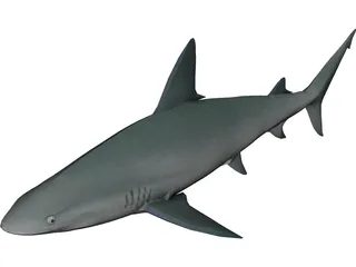 Sandbar Shark 3D Model