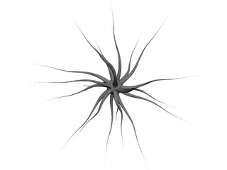 Neuron 3D Model