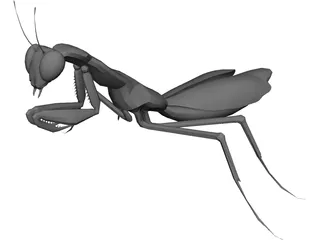 Praying Mantis 3D Model