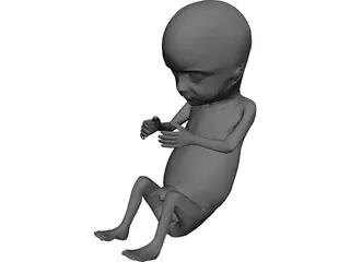 Fetus 12-Week 3D Model