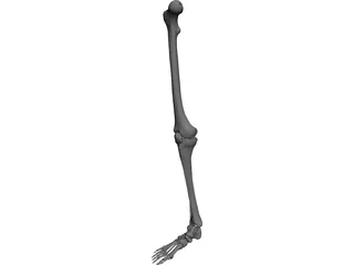 Leg Bone Female Right 3D Model