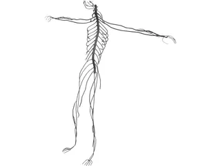 Nervous System 3D Model