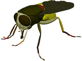 Fly 3D Model