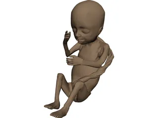 Fetus 3D Model