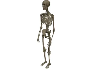 Skeleton Male 3D Model