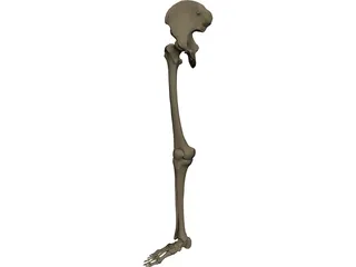 Leg Bone Right 3D Model