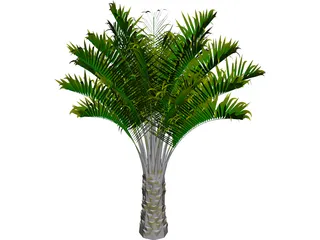 Butia Capitata 3D Model