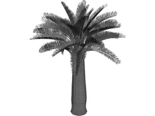 Jubaea Chilensis 3D Model