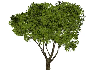 Garden Tree 3D Model