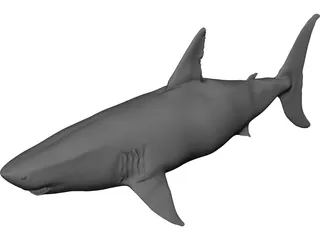 White Shark 3D Model