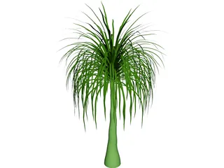 Palmera 3D Model