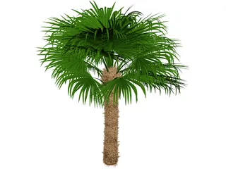 Windmil Palm 3D Model