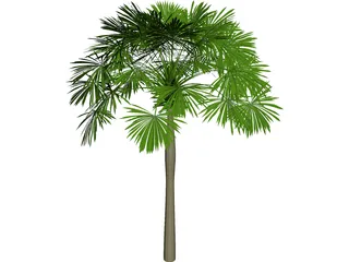 Sabal Palmetto 3D Model