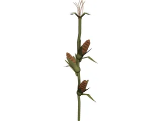 Corn Stalk 3D Model