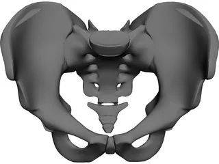 Pelvis and Sacrum CAD 3D Model