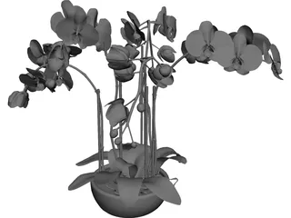 Orchid 3D Model