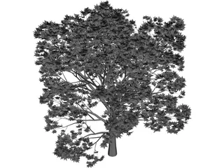 Oak Tree 3D Model