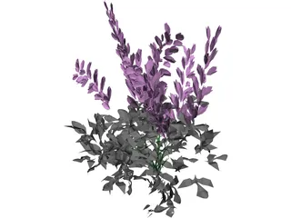 Astilbe Chinensis 3D Model