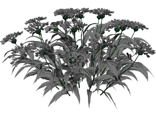 Centaurea Montana 3D Model