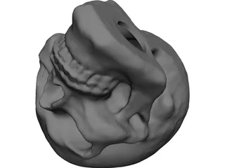 Skull Hollowed 3D Model