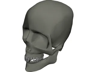 Skull 3D Model