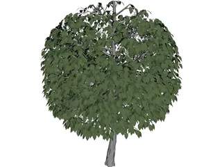 Tree 3D Model