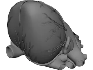 Heart Human CAD 3D Model