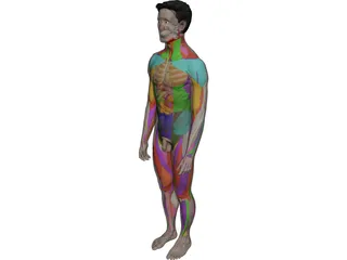 Human Male Complete Anatomy 3D Model 3D Preview