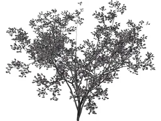 Cercis Siliquastrum Tree 3D Model