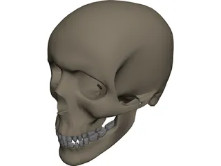 Skull Male 3D Model 3D Preview