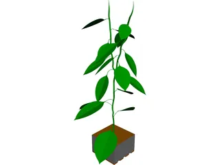 Bell Pepper Plant 3D Model