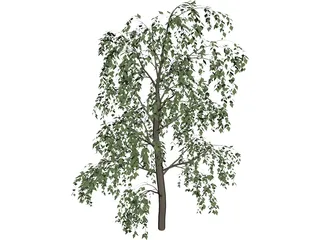 Birch Tree 3D Model 3D Preview