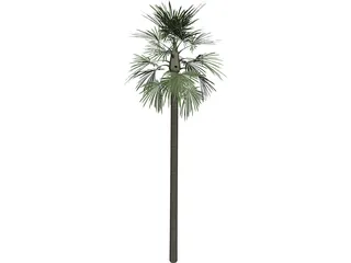 Tree Palm Fan 3D Model