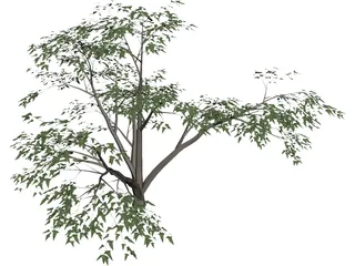 Mesquite Tree 3D Model