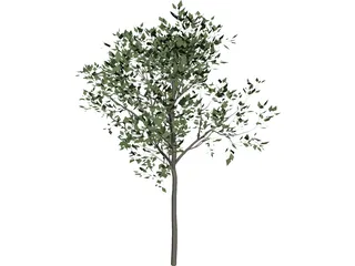 Magnolia Tree 3D Model
