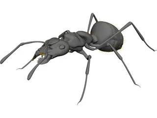 Ant Black 3D Model