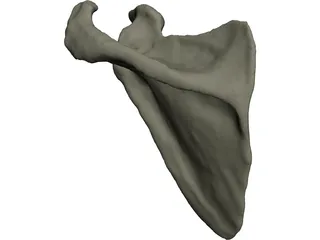 Scapula 3D Model