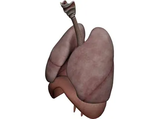 Human Respiratory System 3D Model 3D Preview