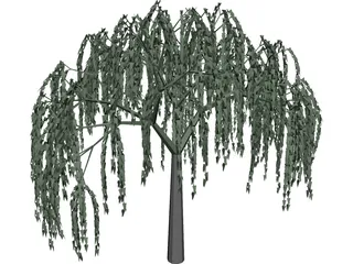 Willow Tree 3D Model