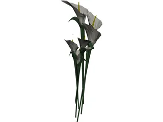 Arum Flower 3D Model