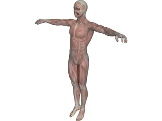 Human Body with Muscles 3D Model 3D Preview