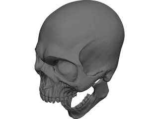 Skull Human 3D Model 3D Preview