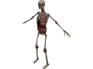 Skeleton with Internal Organs 3D Model