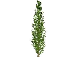 Lombardy Poplar (Populus Nigra) 3D Model