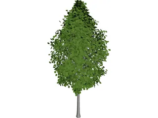 Quaking Aspen (Populus Tremuloides) 3D Model