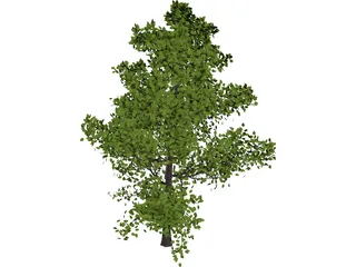 Sassafras 3D Model